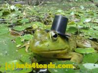 /home//u458753944/public_html/sourcegallery//Frogs/Bullfrogs 2016-08 Ontario/P8120065.JPG